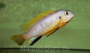 Tropheops sp. 'aurora' Higga Reef